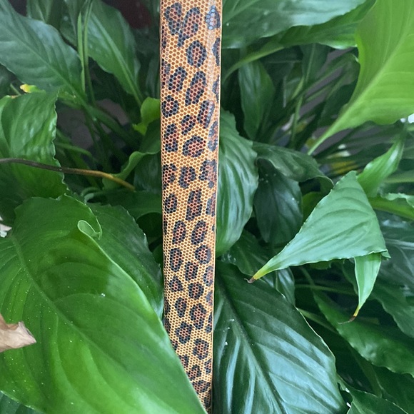 NWOT AIMEE LYNN coated leather leopard belt - Picture 9 of 9